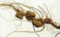 /album/fotogaleria-de-la-agrobacterium/images-3-jpg/